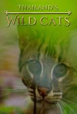 Watch Thailand's Wild Cats Wolowtube