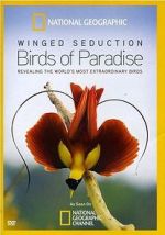 Watch Winged Seduction: Birds of Paradise Wolowtube