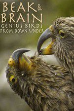 Watch Beak & Brain - Genius Birds from Down Under Wolowtube