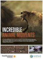 Watch Incredible Animal Moments Wolowtube