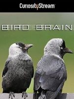 Watch Bird Brain Wolowtube