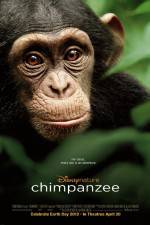 Watch Chimpanzee Wolowtube