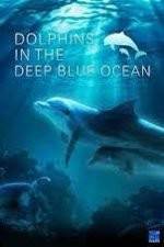 Watch Dolphins in the Deep Blue Ocean Wolowtube
