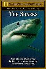 Watch National Geographic The Sharks Wolowtube