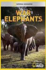Watch War Elephants Wolowtube