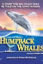 Watch Humpback Whales Wolowtube