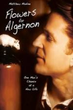 Watch Flowers for Algernon Wolowtube