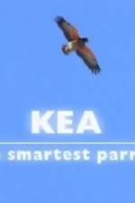 Watch Kea - The Smartest Parrot Wolowtube