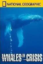 Watch National Geographic: Whales in Crisis Wolowtube