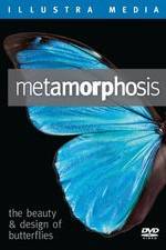 Watch Metamorphosis: The Beauty and Design of Butterflies Wolowtube