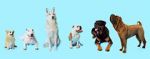 Watch How Dogs Got Their Shapes Wolowtube