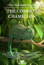 Watch Our Wonderful Nature - The Common Chameleon Wolowtube