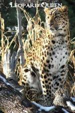 Watch National Geographic Leopard Queen Wolowtube
