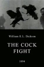 Watch The Cock Fight Wolowtube