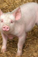 Watch Patent For A Pig: The Big Business of Genetics Wolowtube
