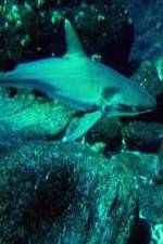 Watch National Geographic: Secret Shark Pits Wolowtube