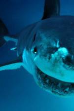 Watch National Geographic. Shark attacks investigated Wolowtube