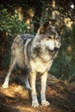Watch National Geographic Wild - Inside the Wolf Pack Wolowtube