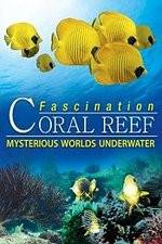Watch Fascination Coral Reef: Mysterious Worlds Underwater Wolowtube
