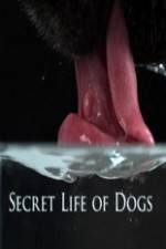 Watch Secret Life of Dog Wolowtube