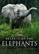 Watch Secrets of the Elephants Wolowtube