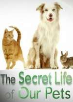 Watch The Secret Life of Our Pets Wolowtube