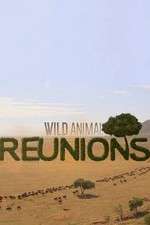 Watch Wild Animal Reunions Wolowtube