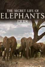 Watch The Secret Life of Elephants Wolowtube