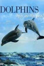 Watch Dolphins: Spy in the Pod Wolowtube