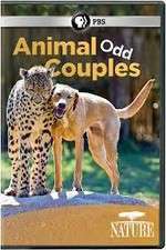 Watch Animal Odd Couples Wolowtube