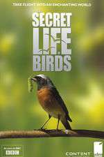 Watch Iolo's Secret Life of Birds Wolowtube