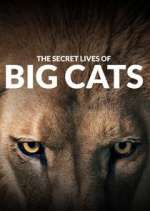 Watch The Secret Lives of Big Cats Wolowtube