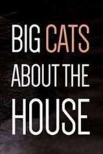 Watch Big Cats About the House Wolowtube