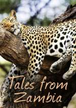 Watch Tales from Zambia Wolowtube