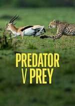 Watch Predator v Prey Wolowtube