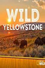 Watch Wild Yellowstone Wolowtube