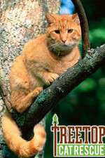 Watch Treetop Cat Rescue Wolowtube