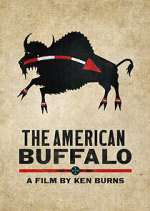 Watch The American Buffalo Wolowtube